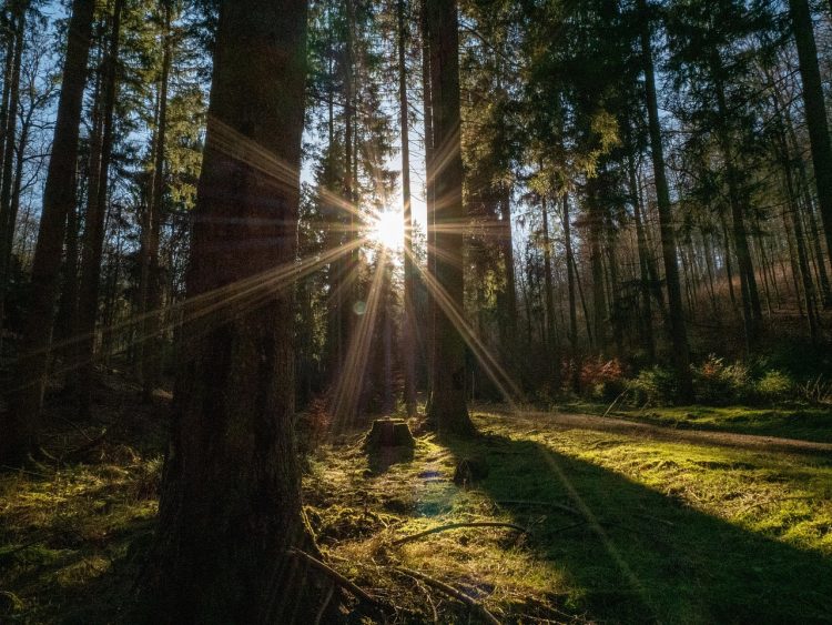 forest