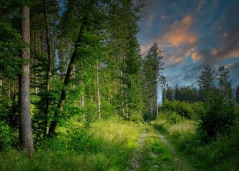 forest