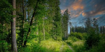 forest