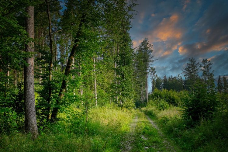 forest