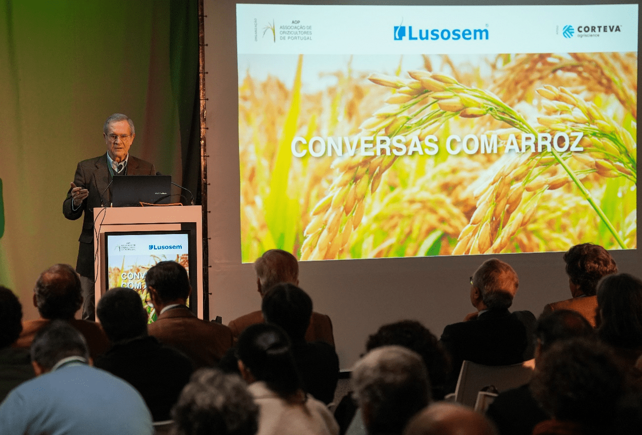 Arroz - o caminho para valorizar a produção nacional