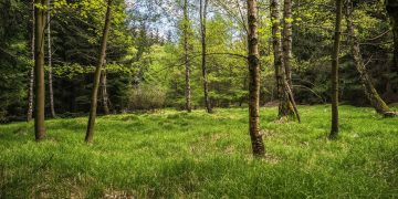 forest