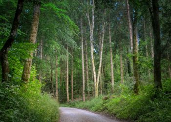 forest