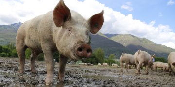 pig