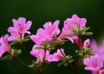 rhododendron