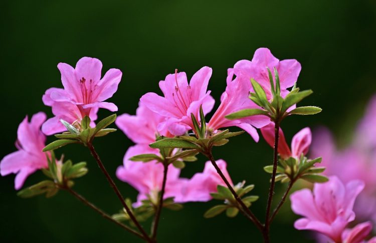rhododendron