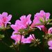 rhododendron