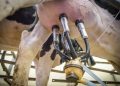 milk cow