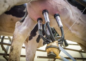 milk cow