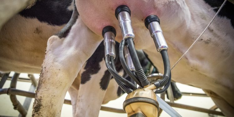 milk cow