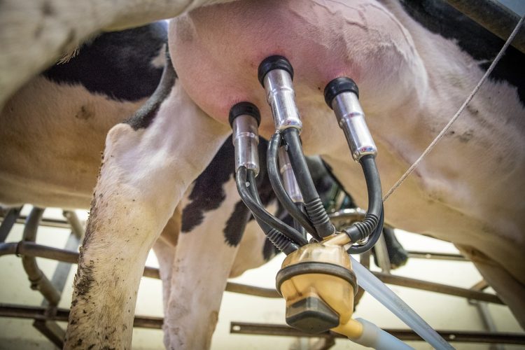 milk cow