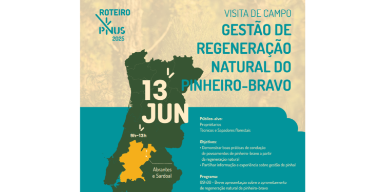 Visita de campo Gestão de Regeneração Natural de Pinheiro-Bravo