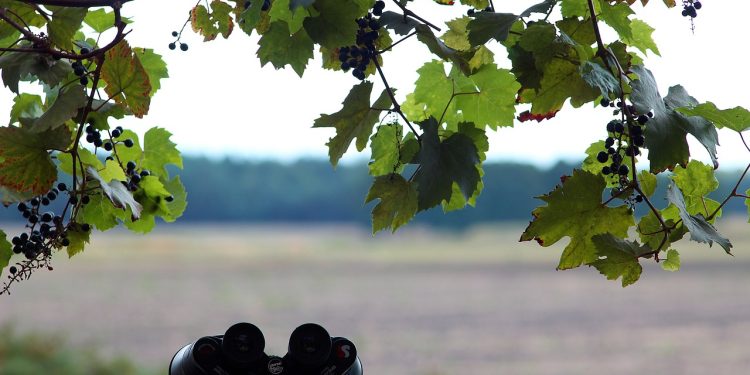 binoculars