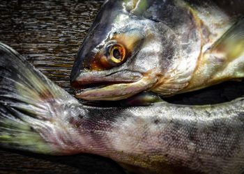 food salmon