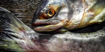 food salmon