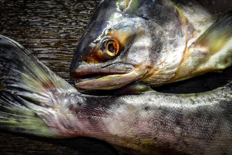 food salmon