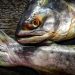 food salmon