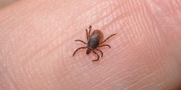 grass-lice