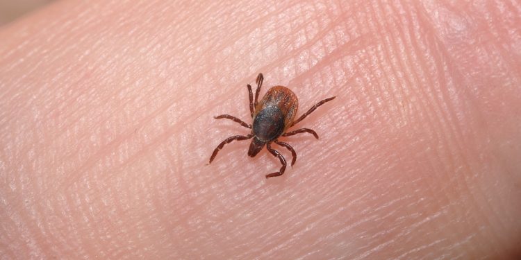 grass-lice