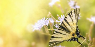 insects