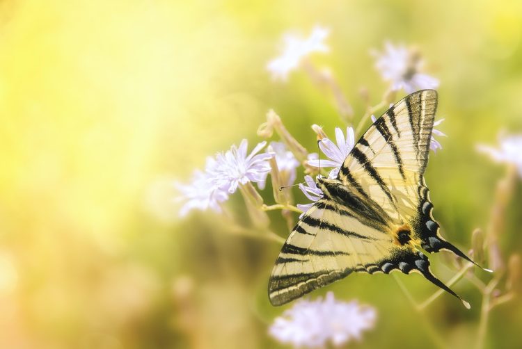 insects