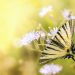 insects