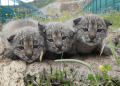 lince ibérico cedida icnf