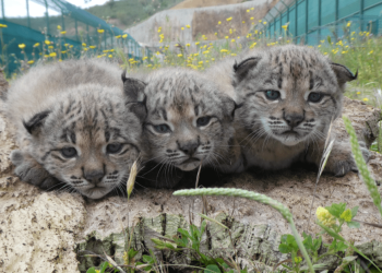 lince iberico cedida icnf-min