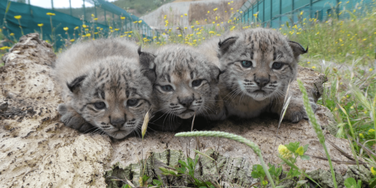 lince iberico cedida icnf-min