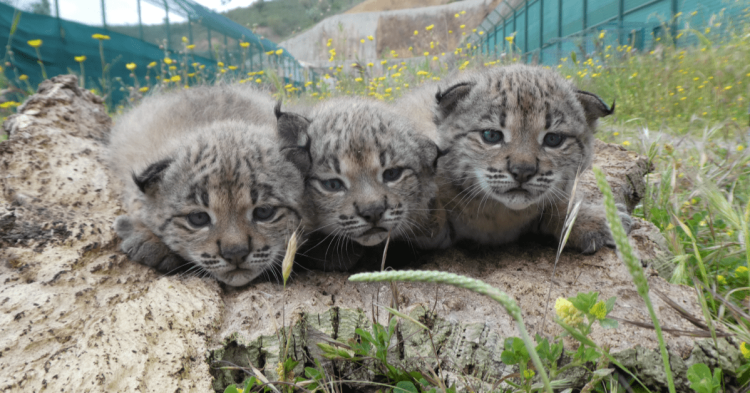 lince iberico cedida icnf-min