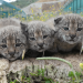 lince iberico cedida icnf-min