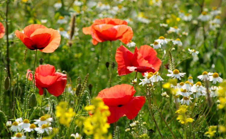 red flower