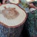 wood