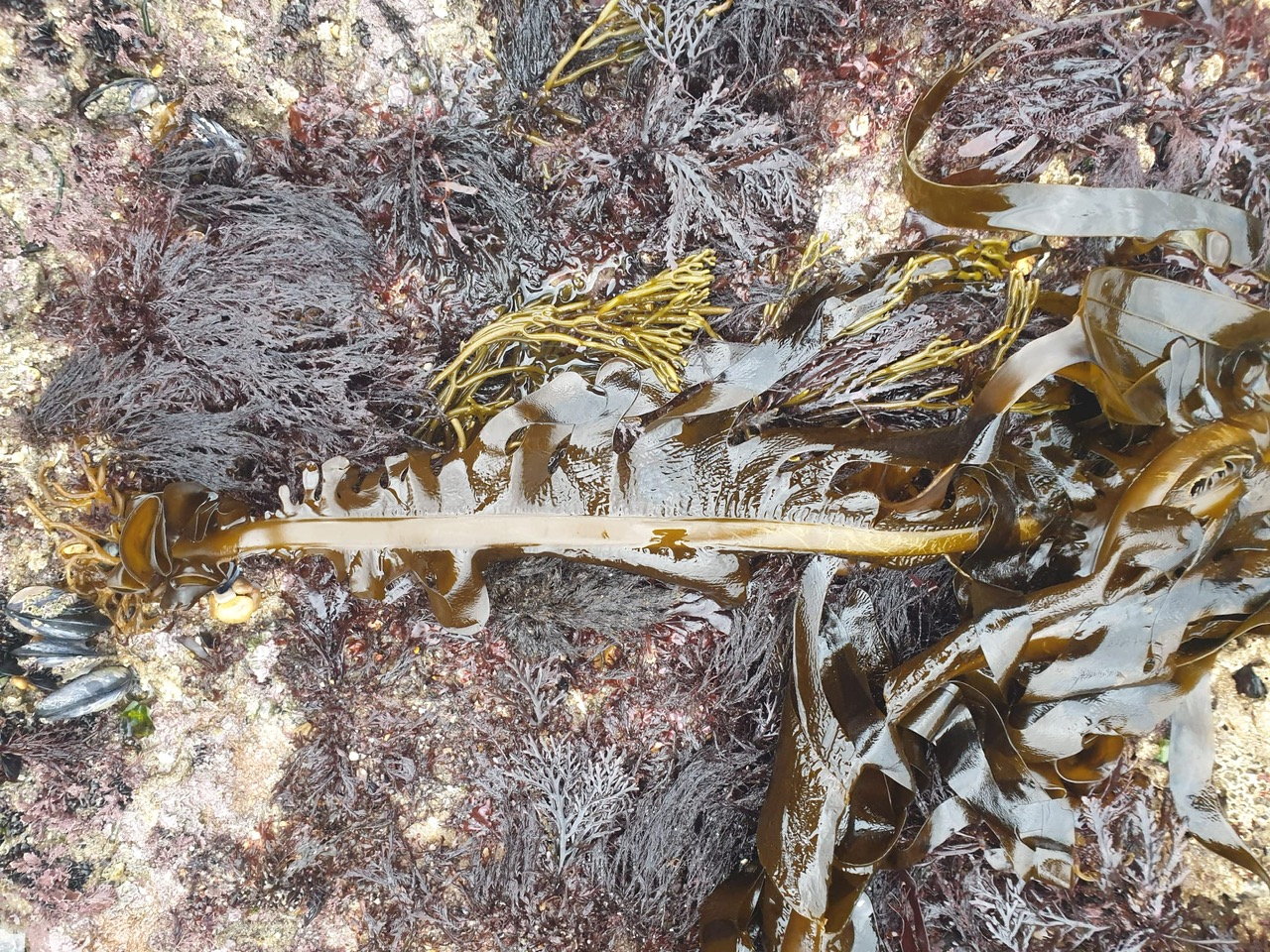 Macroalgas água verde