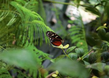 borboleta folhas verdes