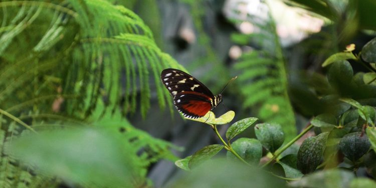 borboleta folhas verdes