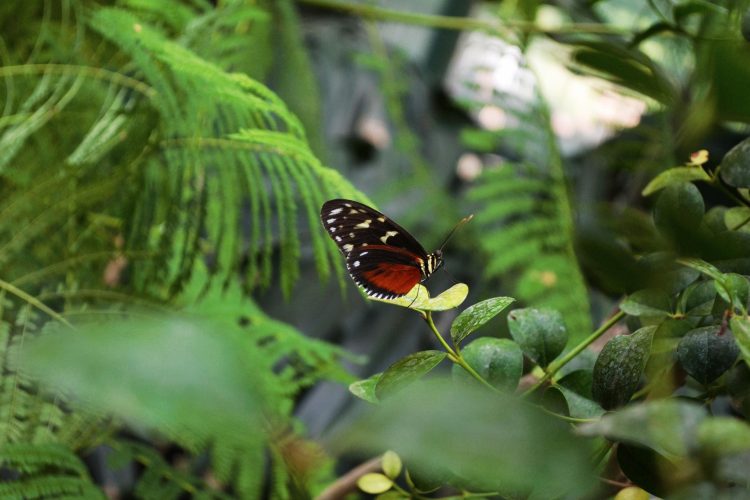 borboleta folhas verdes