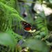 borboleta folhas verdes