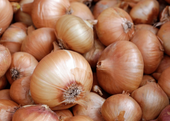 cebolas