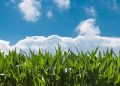 campo de milho com céu