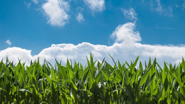 campo de milho com céu