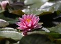flower water