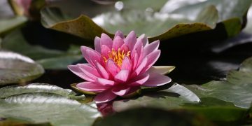 flower water