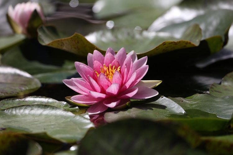 flower water