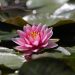 flower water