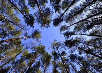 arvores floresta céu