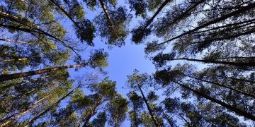 arvores floresta céu