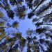 arvores floresta céu
