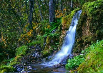 água floresta cascata