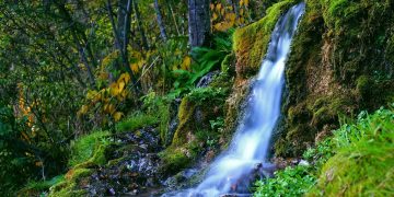 água floresta cascata